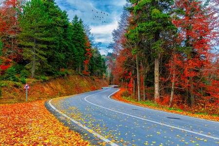 Road with trees