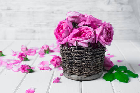 Tea roses