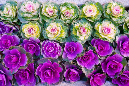 Purple cabbage