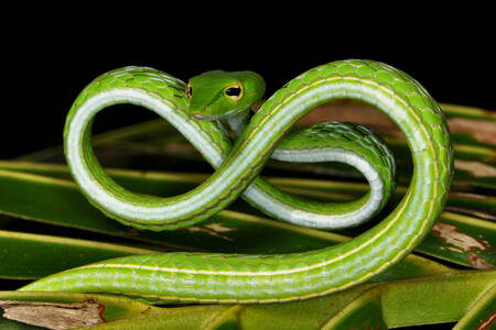 Oxybelis