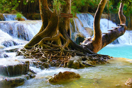 Tree at waterfall