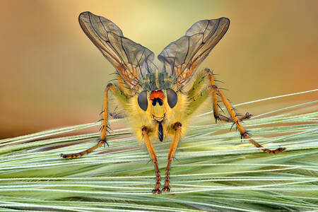 Mosca amarilla