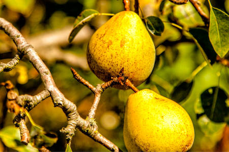 Peras en el árbol