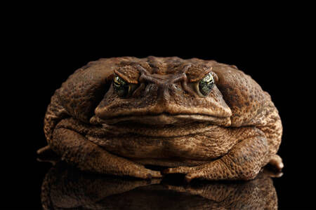 Toad Aga