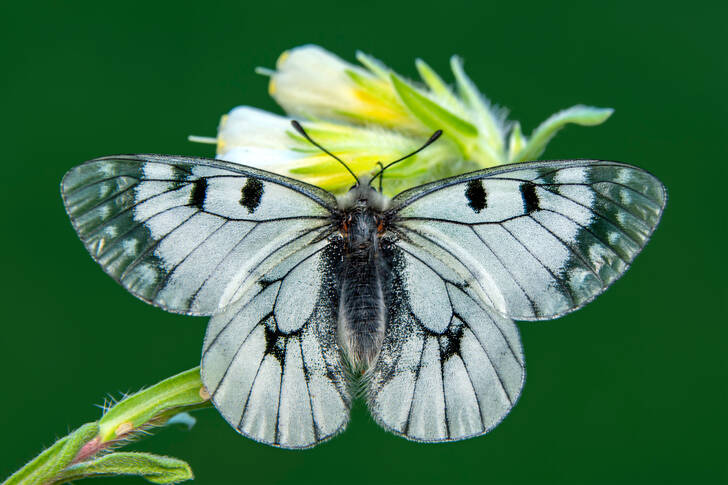 White butterfly on a flower