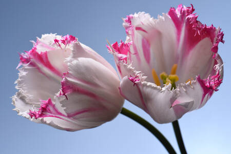 White and pink tulips