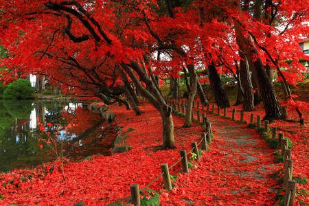 Trees with red leaves