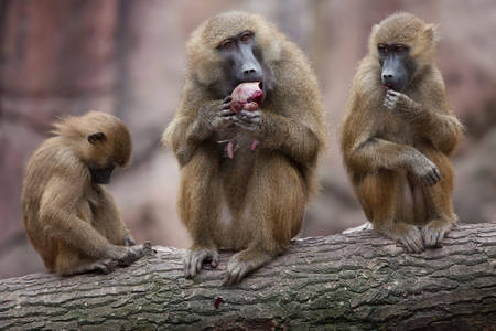 Baboons