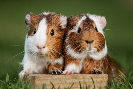 Two guinea pigs