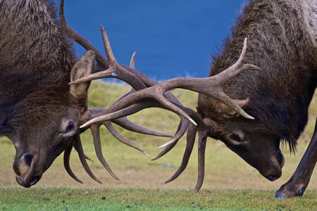 Deer battle