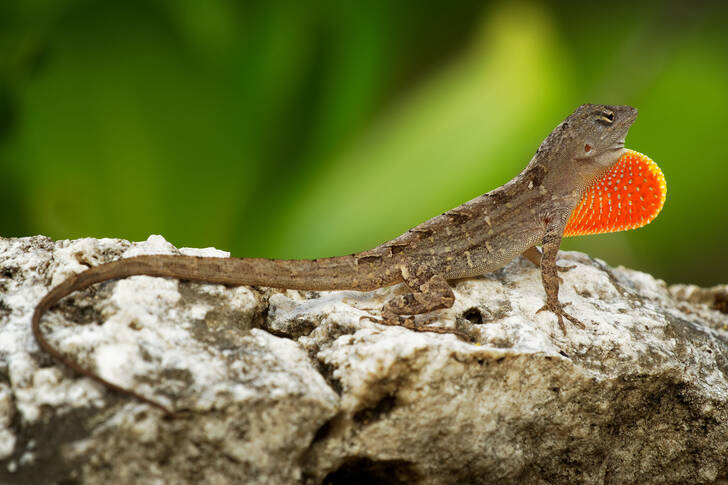 Brown anole