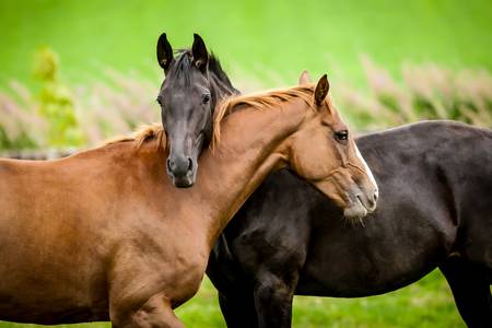 Horses