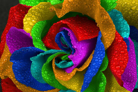 Bunte Rose