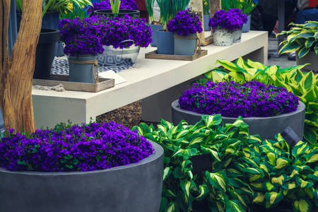 Garden flowers
