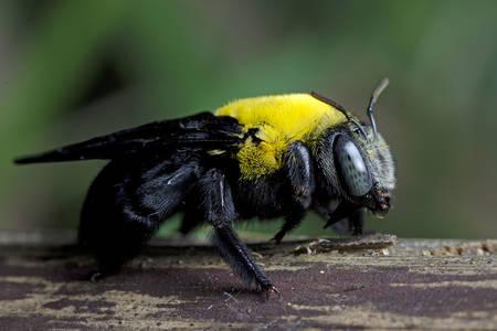 Xylocopa