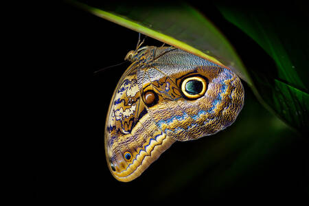 Owl butterfly