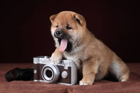 Shiba Inu valp