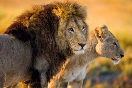 Two Lions