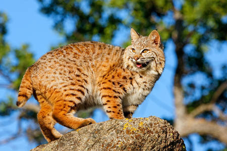 Red lynx on a stone