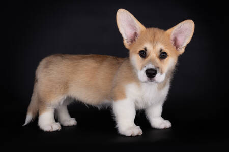 Corgi puppy