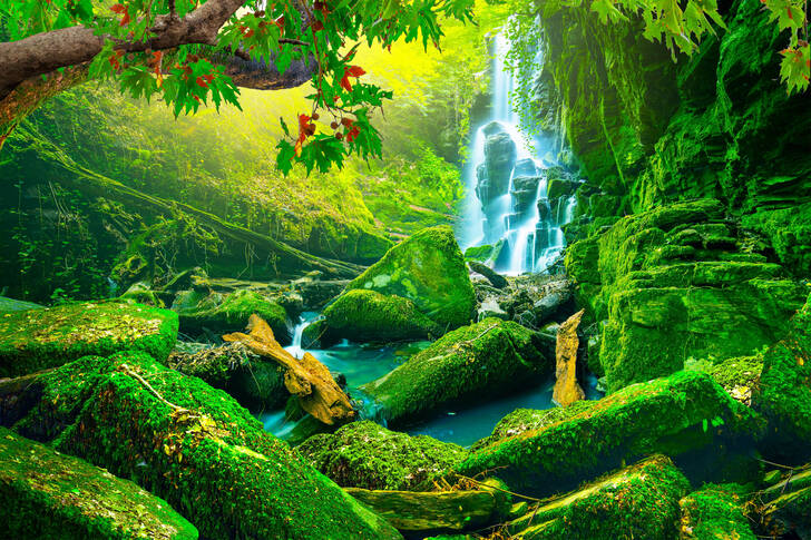 Waterfall in green forest