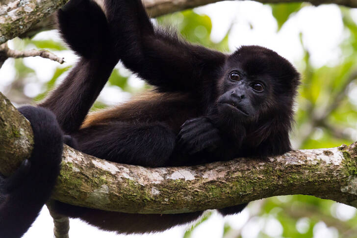 Monkey on a tree