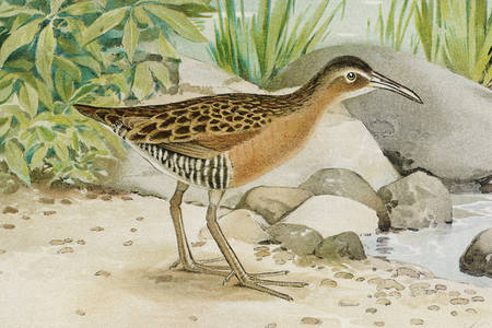 Sandpiper on the shore