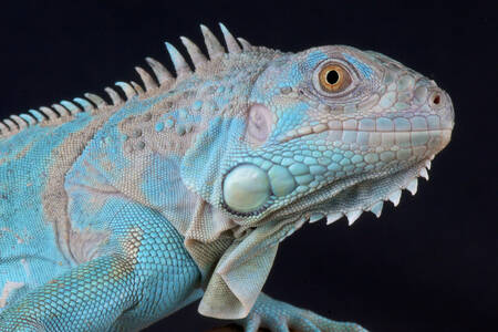 Iguana on a black background