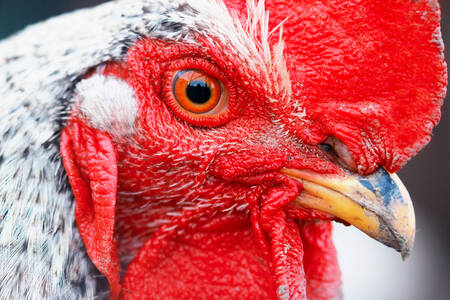 Rooster close up