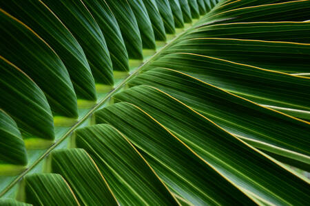 Palm leaf