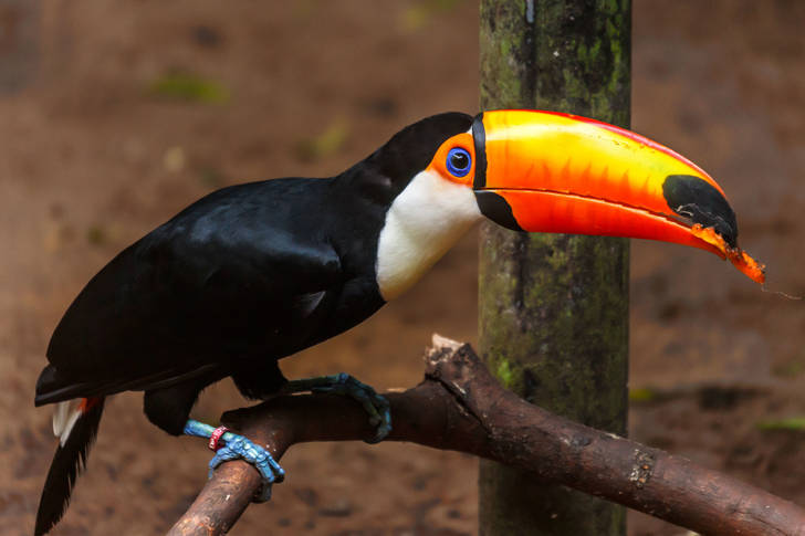 Toucan on a branch