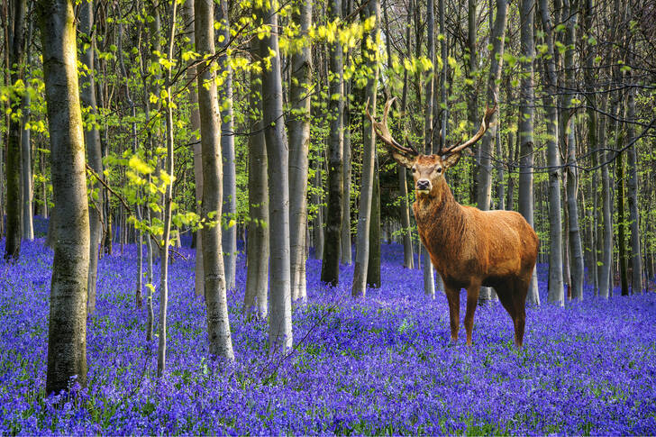 Deer in the spring forest