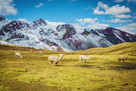 Alpacas y llamas