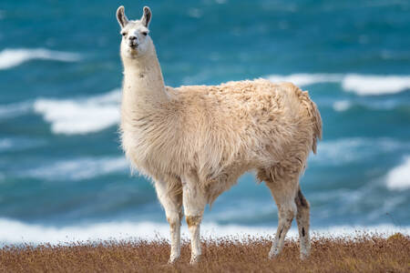 Lama na brzegu morza