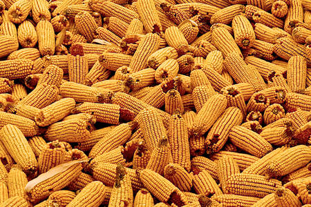 Corn cobs