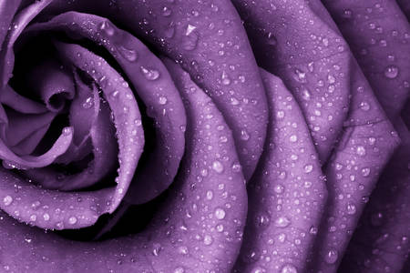 Rosa viola con gocce di rugiada
