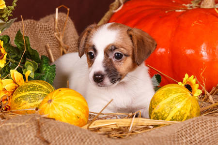 Anak anjing Jack Russell Terrier dengan labu