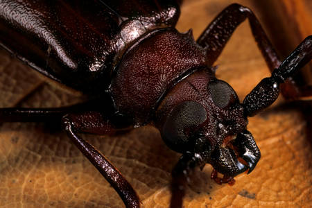 Macro photo of a beetle