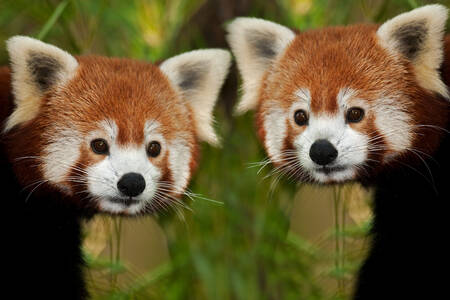 Pandas rojos