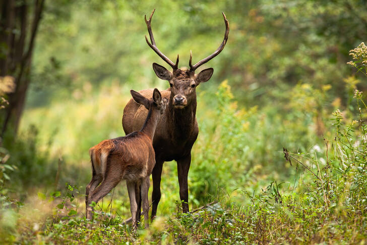 Red deer