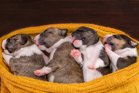 Newborn Biewer Yorkie puppies