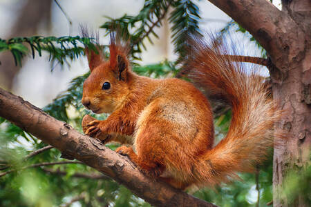 Squirrel on a tree