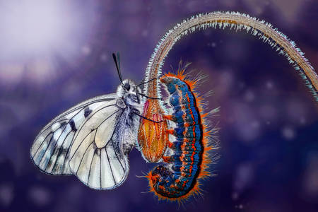 Danaide monarch butterfly and caterpillar