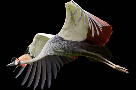 Gray crowned crane