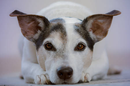 Jack Russell Terrier