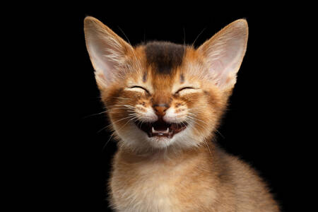 Abyssinian kitten on a black background