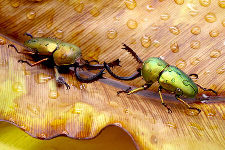 Golden Beetles