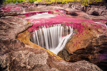 Sungai Caño Cristales
