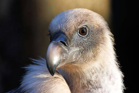 Griffon vulture
