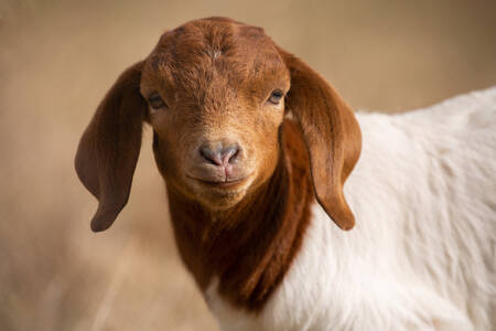 Potret anak kambing